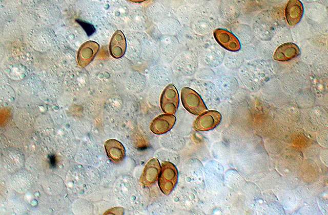 Galerina da deteminare n�11.